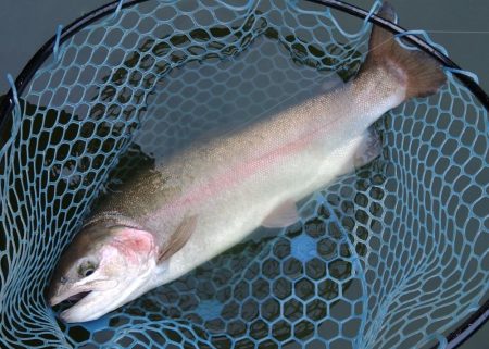 雨のトラポンで爆釣！ ～岡崎トラウトポンド…
